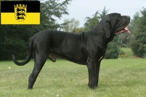 Read more about the article Fila Brasileiro breeders and puppies in Baden-Württemberg