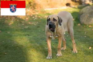 Read more about the article Fila Brasileiro breeders and puppies in Hessen