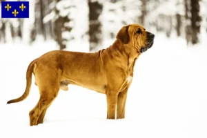 Read more about the article Fila Brasileiro breeders and puppies in Île-de-France