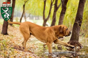 Read more about the article Fila Brasileiro breeders and puppies in Styria