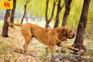 Read more about the article Fila Brasileiro breeders and puppies in Walloon Region