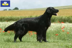 Read more about the article Flat Coated Retriever breeders and puppies in Brussels-Capital Region