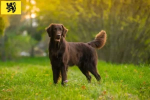 Read more about the article Flat Coated Retriever breeders and puppies in Flanders