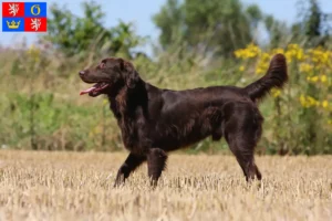 Read more about the article Flat Coated Retriever breeders and puppies in Hradec Králové