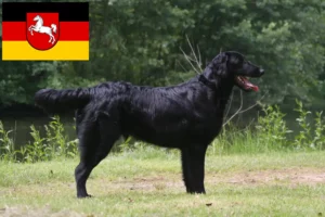 Read more about the article Flat Coated Retriever breeders and puppies in Lower Saxony