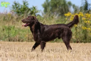 Read more about the article Flat Coated Retriever breeders and puppies in Midtjylland