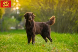 Read more about the article Flat Coated Retriever breeders and puppies in Normandy