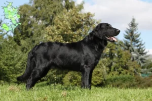 Read more about the article Flat Coated Retriever breeders and puppies in Sjælland