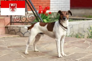 Read more about the article Fox Terrier breeders and puppies in Brandenburg