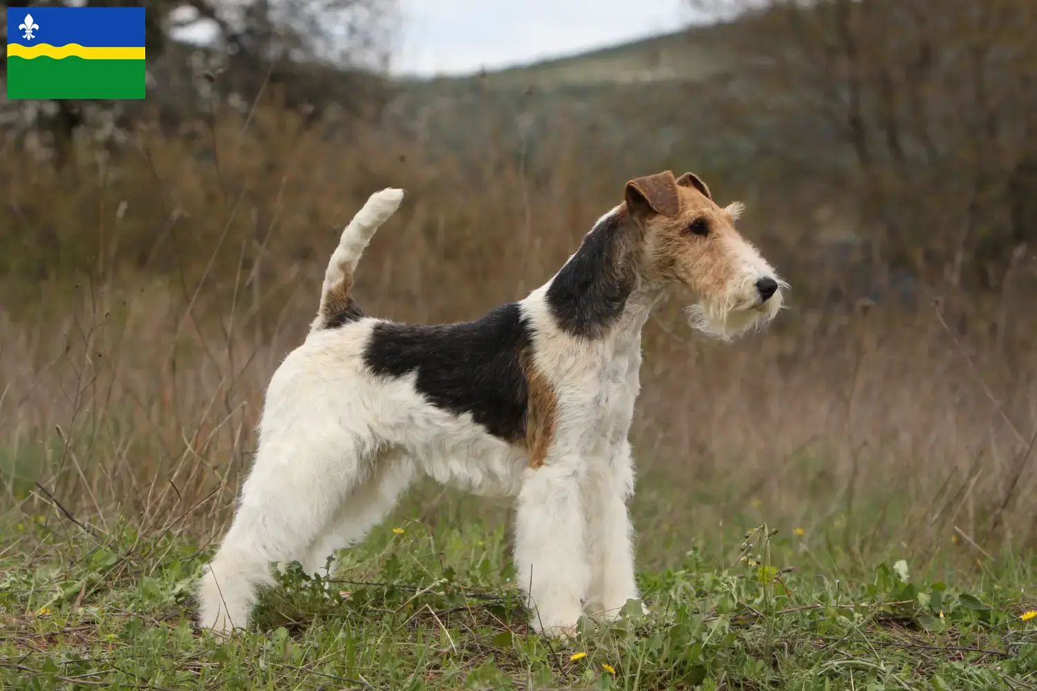 Read more about the article Fox Terrier breeders and puppies in Flevoland