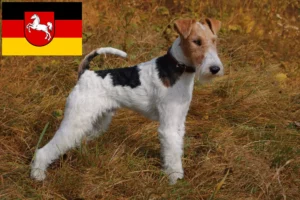 Read more about the article Fox Terrier breeders and puppies in Lower Saxony