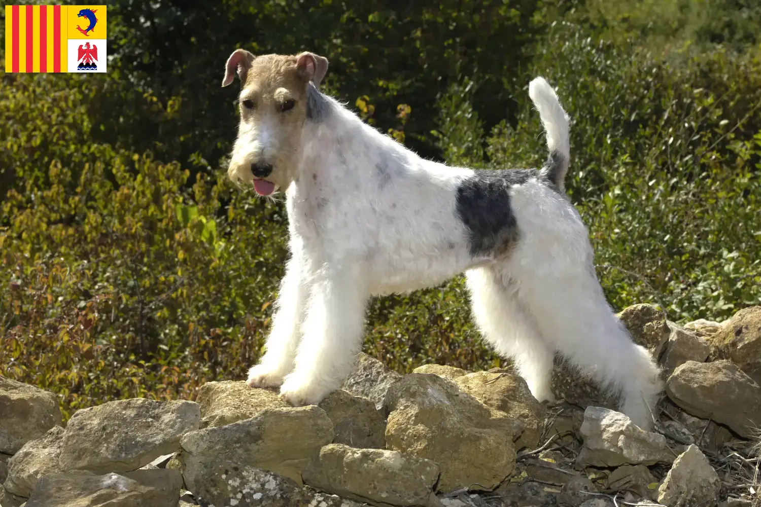 Read more about the article Fox Terrier breeders and puppies in Provence-Alpes-Côte d’Azur