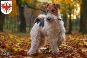 Read more about the article Fox Terrier breeders and puppies in Tyrol