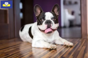 Read more about the article French Bulldog breeders and puppies in Brussels-Capital Region