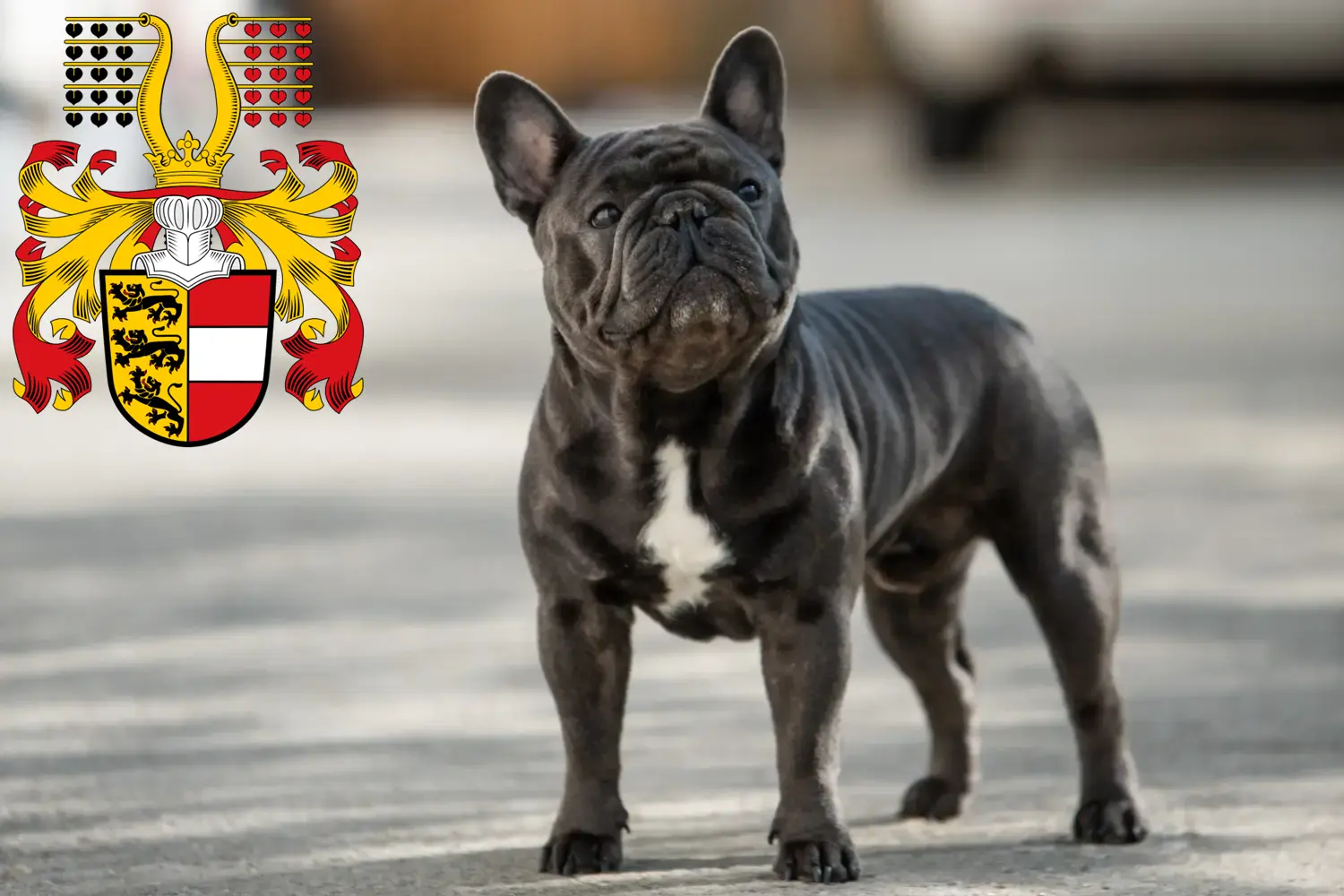 Read more about the article French Bulldog breeders and puppies in Carinthia