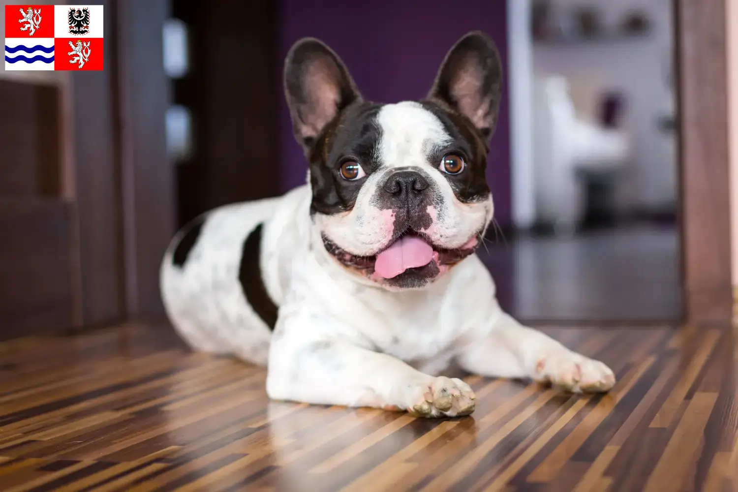 Read more about the article French Bulldog breeders and puppies in Central Bohemia