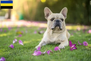 Read more about the article French Bulldog breeders and puppies in Gelderland