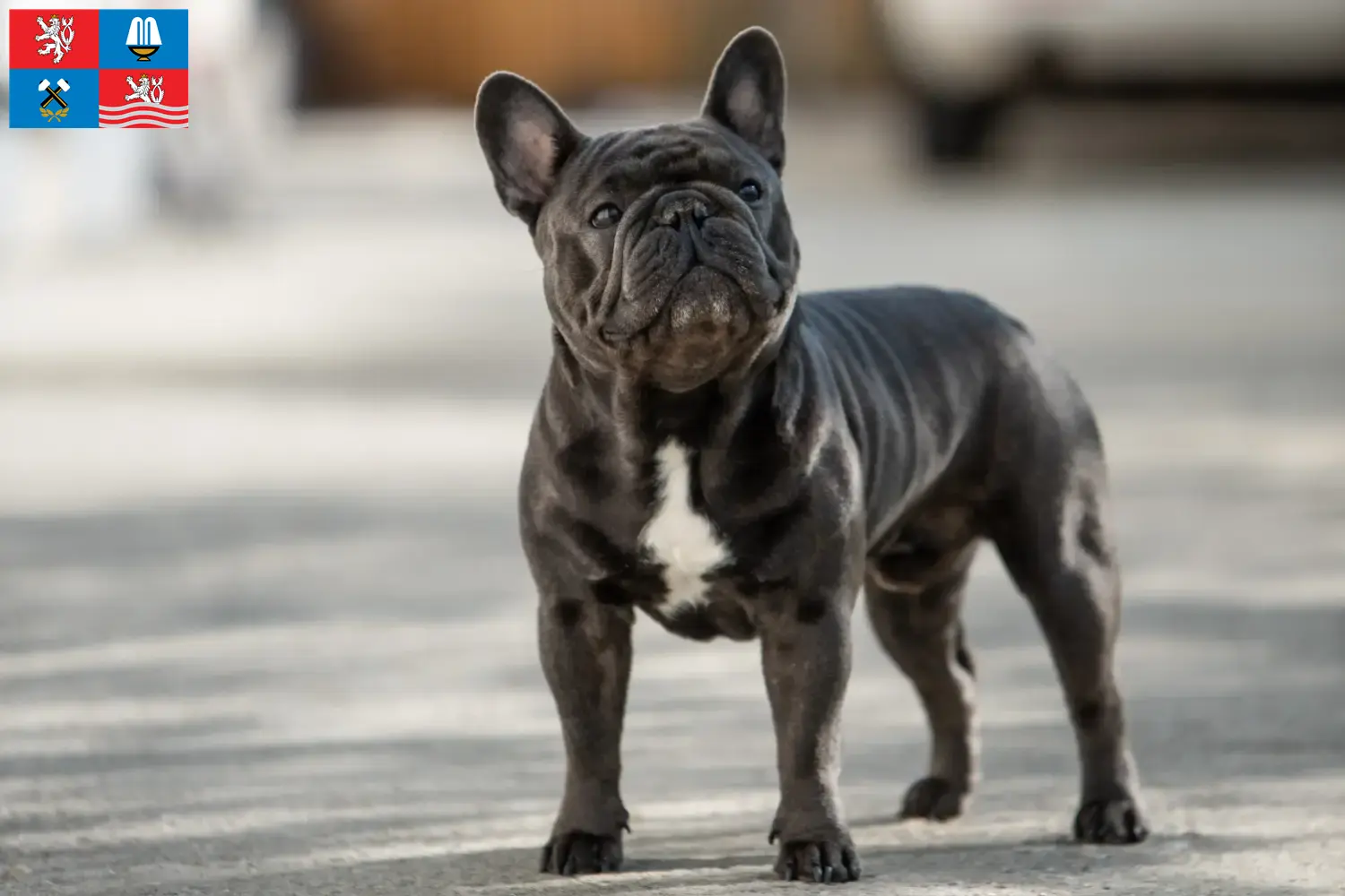 Read more about the article French Bulldog breeders and puppies in Karlsbad