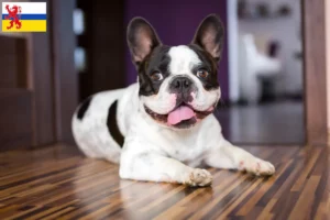 Read more about the article French Bulldog breeders and puppies in Limburg