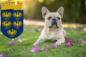 Read more about the article French Bulldog breeders and puppies in Lower Austria