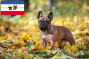 Read more about the article French Bulldog breeders and puppies in Mecklenburg-Vorpommern