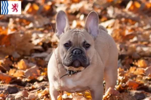 Read more about the article French Bulldog breeders and puppies in Nouvelle-Aquitaine