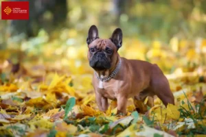 Read more about the article French Bulldog breeders and puppies in Occitania