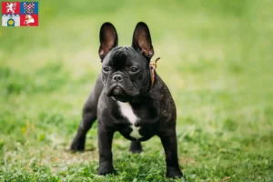 Read more about the article French Bulldog breeders and puppies in Pardubice