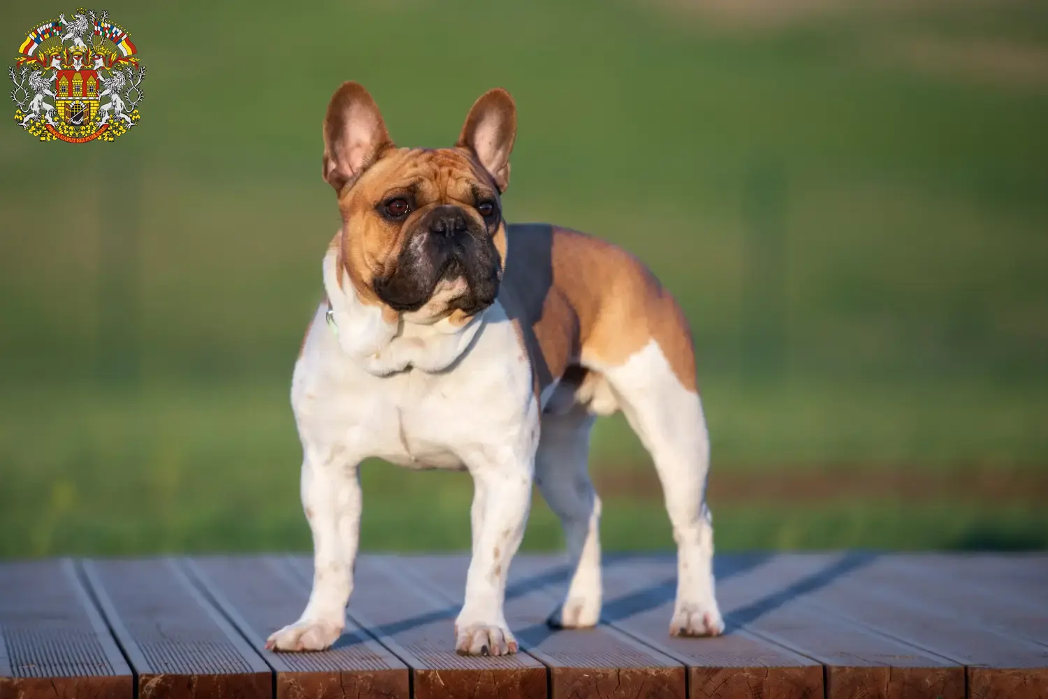 Read more about the article French Bulldog breeders and puppies in Prague