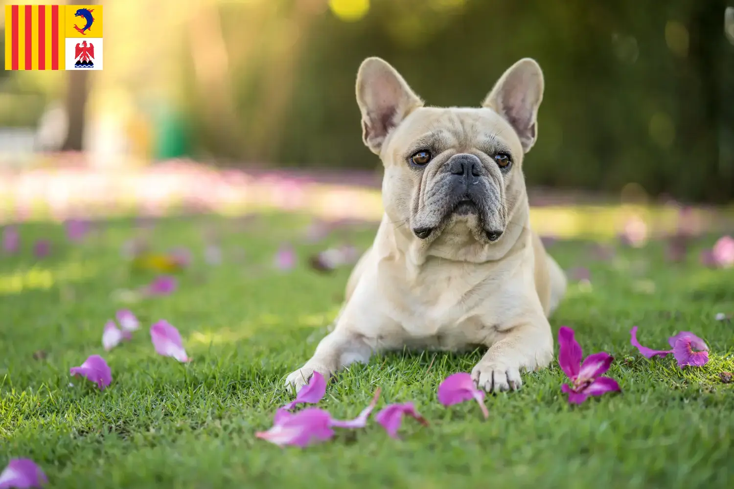 Read more about the article French Bulldog breeders and puppies in Provence-Alpes-Côte d’Azur