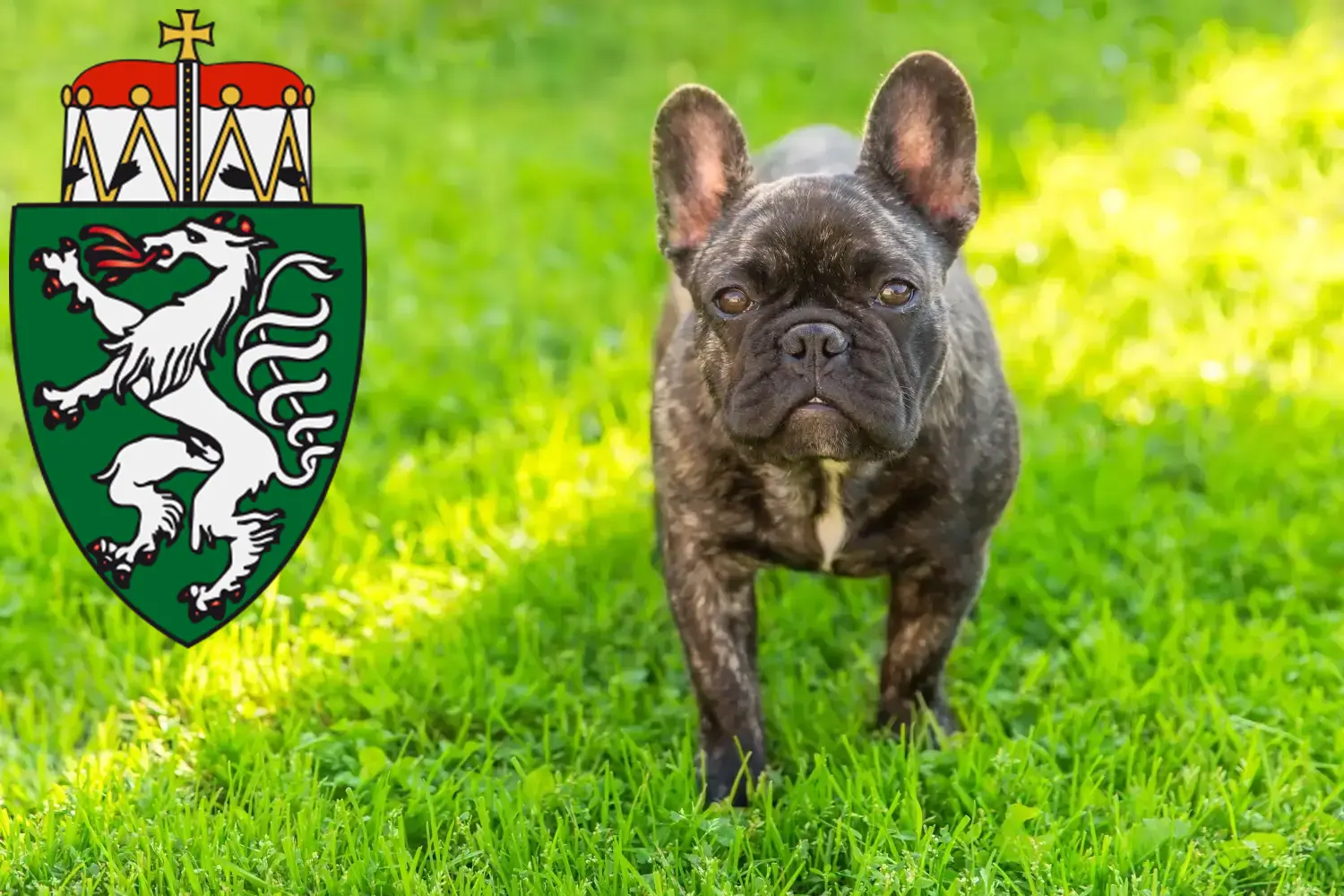 Read more about the article French Bulldog breeders and puppies in Styria