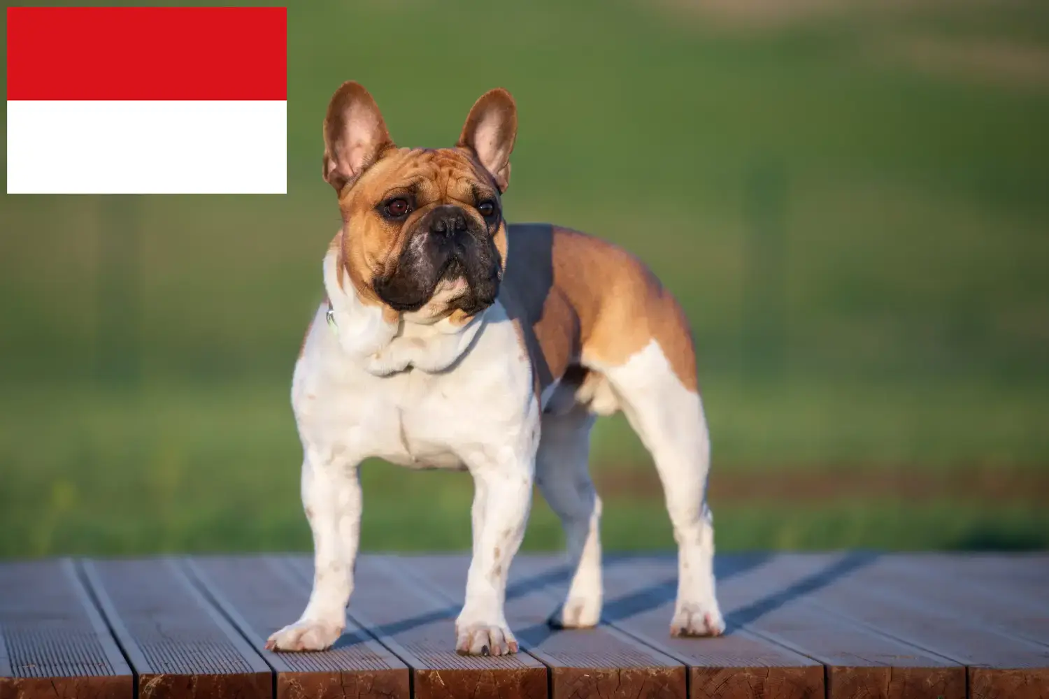 Read more about the article French Bulldog breeders and puppies in Vienna