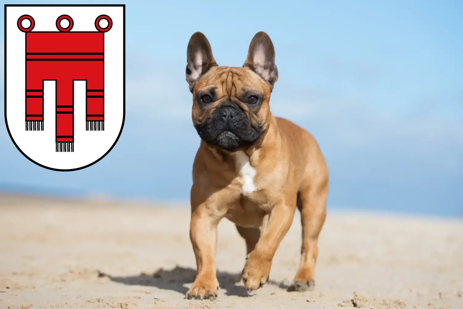 Read more about the article French Bulldog breeders and puppies in Vorarlberg