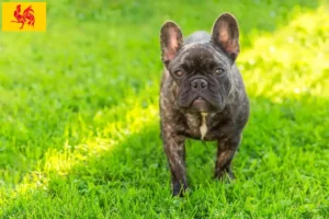 Read more about the article French Bulldog breeders and puppies in Walloon Region