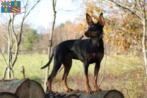 Read more about the article German Pinscher breeders and puppies in Bourgogne-Franche-Comté