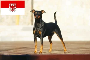 Read more about the article German Pinscher breeders and puppies in Brandenburg