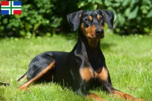 Read more about the article German Pinscher breeder and puppies in Groningen