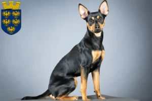 Read more about the article German Pinscher breeders and puppies in Lower Austria