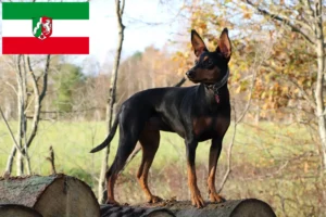 Read more about the article German Pinscher breeders and puppies in North Rhine-Westphalia