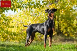 Read more about the article German Pinscher breeder and puppies in Occitania