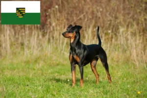 Read more about the article German Pinscher breeders and puppies in Saxony