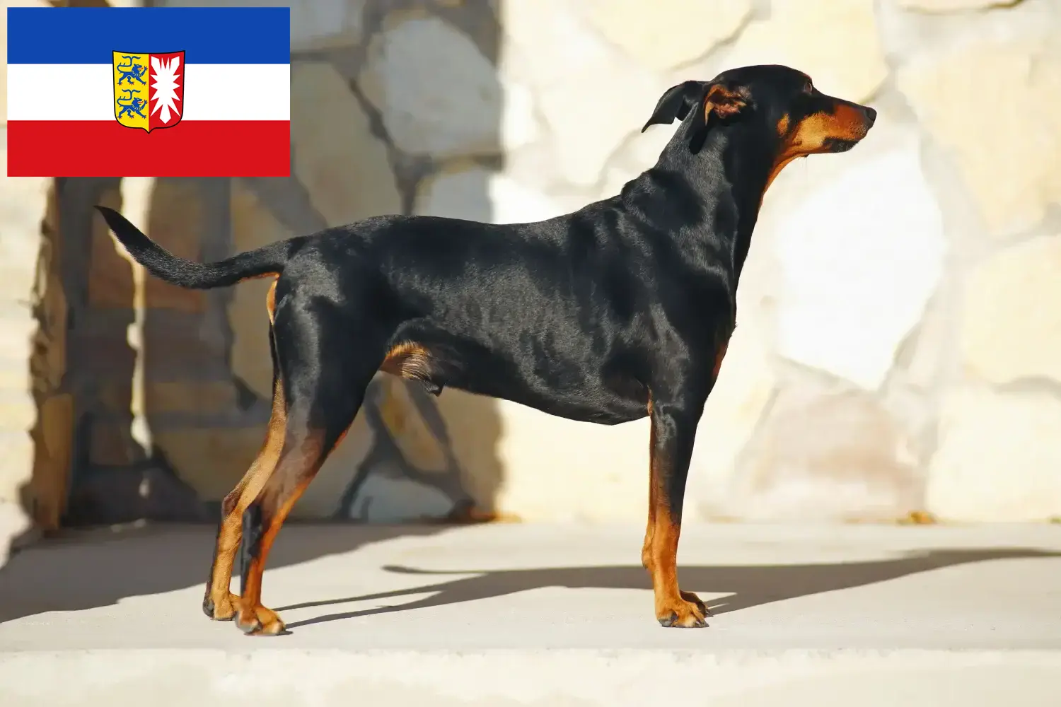 Read more about the article German Pinscher breeders and puppies in Schleswig-Holstein