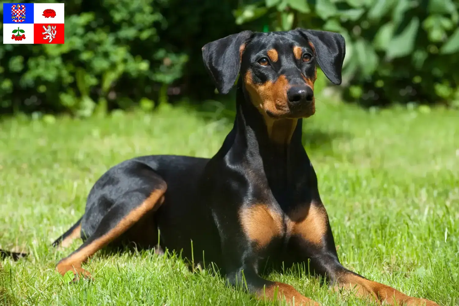 Read more about the article German Pinscher breeder and puppies in Vysočina