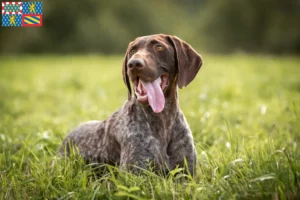 Read more about the article German Shorthair breeders and puppies in Bourgogne-Franche-Comté