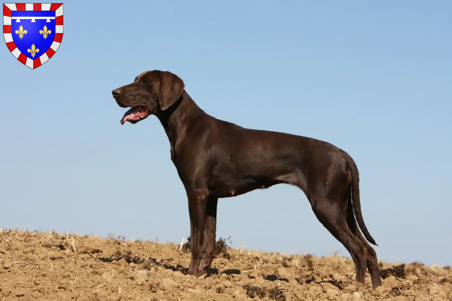 Read more about the article German Shorthair breeders and puppies in Centre-Val de Loire