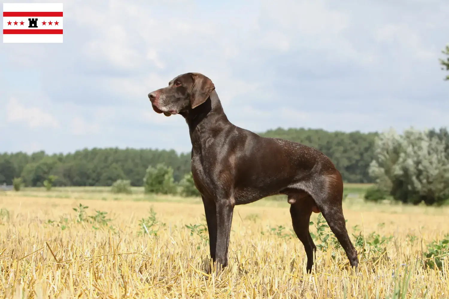 Read more about the article German Shorthair breeders and puppies in Drenthe