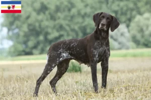 Read more about the article German Shorthair breeders and puppies in Mecklenburg-Vorpommern