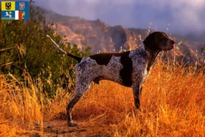 Read more about the article German Shorthair breeders and puppies in Moravia-Silesia