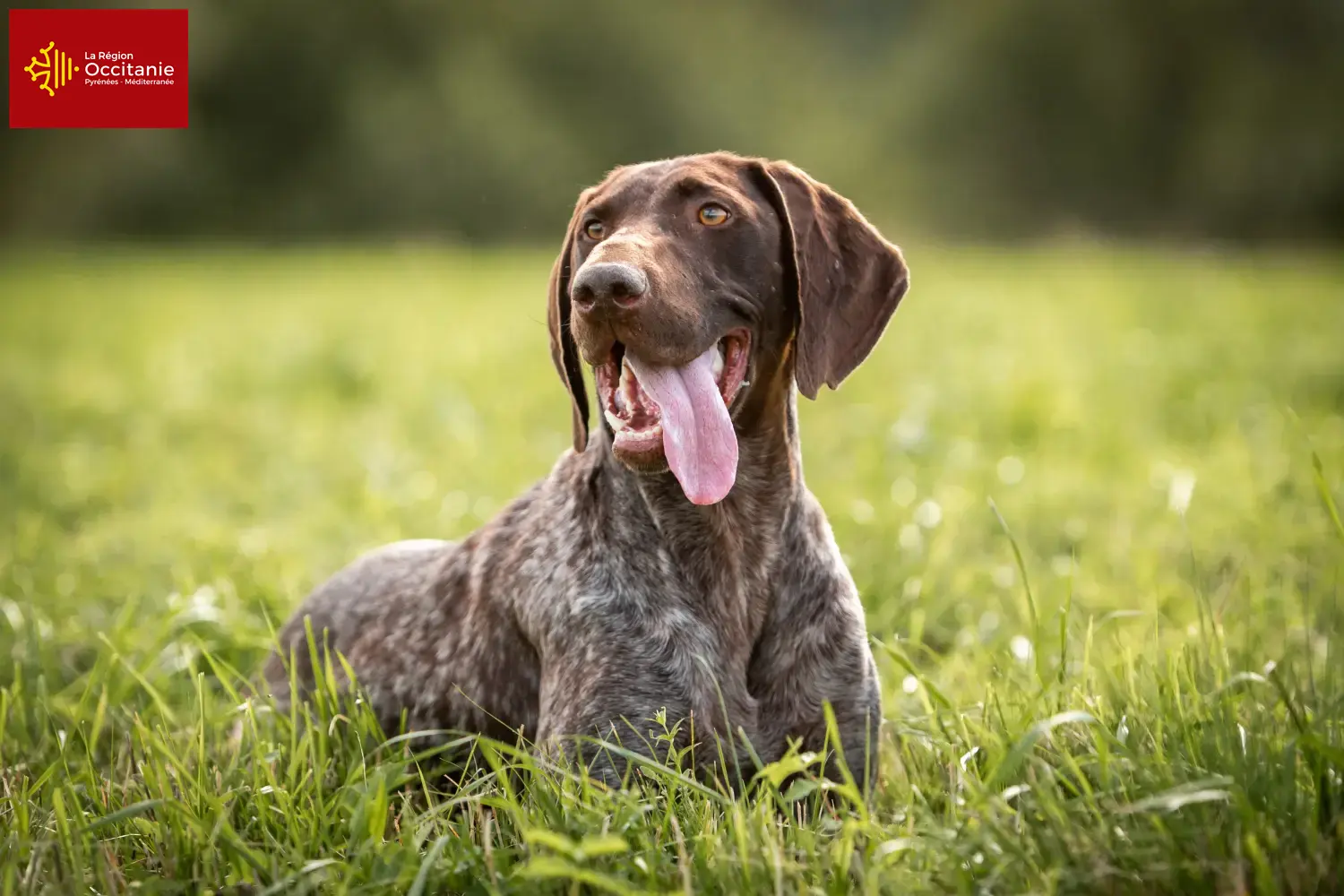 Read more about the article German Shorthair breeders and puppies in Occitania