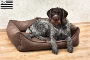 Read more about the article German Wirehair breeders and puppies in Brittany